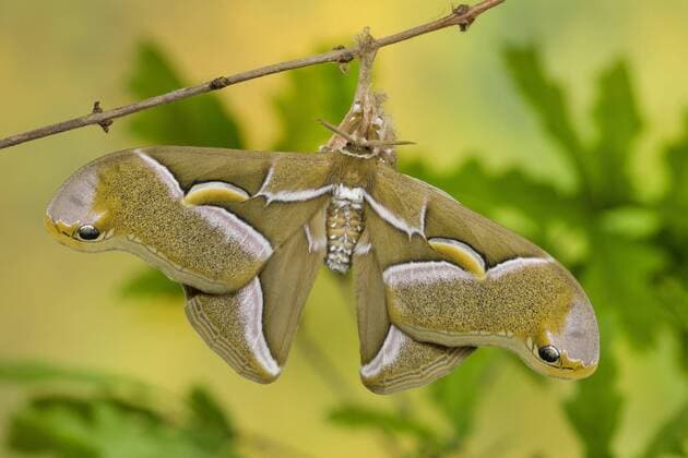 Goetterbaumspinner, Goetterbaum-Spinner, Ailanthusspinner, Ailanthus-Spinner (Philosamia cynthia, Samia cynthia, Platysamia cynthia), am Zweig, Deutschland Cynthia silkmoth, ailanthus silkworm (Philosamia cynthia, Samia cynthia, Platysamia cynthia), on a twig, Germany BLWS450753 Copyright: xblickwinkel F.xHeckerx