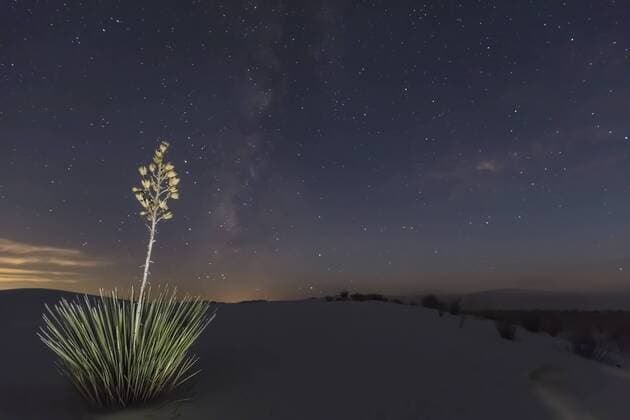 USA, New Mexico, Chihuahua Desert, White Sands National Monument, soap tree at night  FOF09216