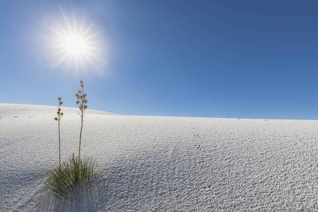 USA, New Mexico, Chihuahua Desert, White Sands National Monument, soap trees on desert dune  FOF09212
