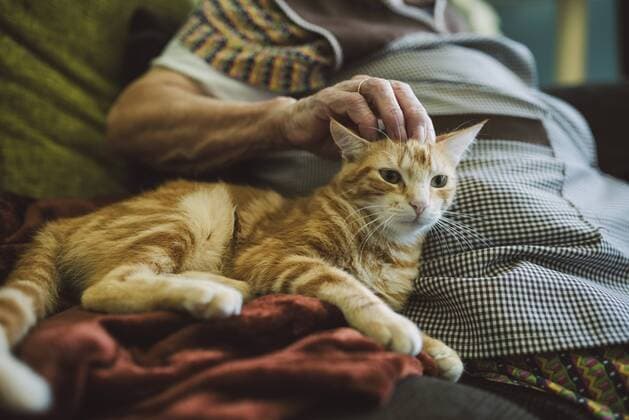 Hand of senior woman stroking tabby cat model released Symbolfoto property released  RAEF01859