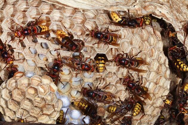 Hornisse (Vespa crabro), Hornissen im Nest, Deutschland hornet, brown hornet, European hornet (Vespa crabro), in the nest, Germany BLWS452928 Copyright: xblickwinkel H.xBellmann F.xHeckerx