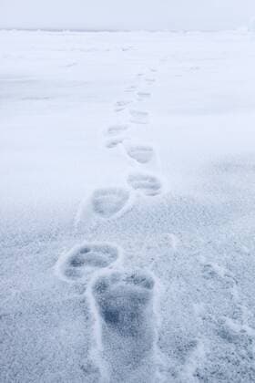 Polar bear tracks across the Arctic ice on Baffin Bay on the Arctic Ocean, Nunavut, Canada  acp81691 JohnxExMarriott