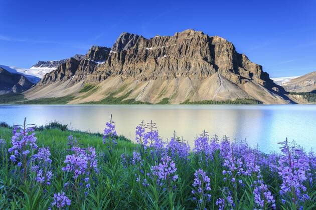 Fireweed at Bow Lake, Banff National Park, Alberta, Canada  acp82035 JohnxExMarriott