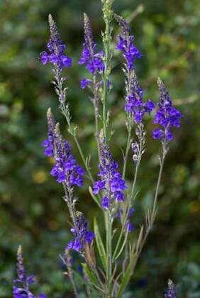Purpur-Leinkraut, Purpurleinkraut, Purpurbluetiges Leinkraut (Linaria purpurea), bluehend purple toadflax (Linaria purpurea), blooming BLWS453607 Copyright: xblickwinkel S.xDerderx
