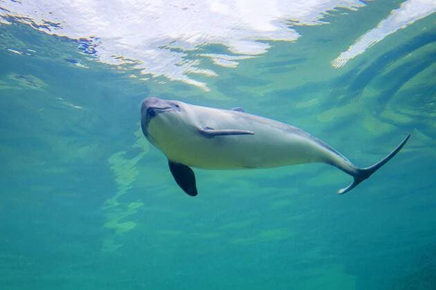Gewoehnlicher Schweinswal, Braunfisch, Kleiner Tuemmler, Kleintuemmler (Phocoena phocoena), schwimmend im Aquarium, Niederlande, Texel common harbor porpoise, harbour porpoise, common porpoise, puffing pig (Phocoena phocoena), swimming in an aquarium, Netherlands, Texel BLWS453509 Copyright: xblickwinkel McPHOTO W.xRolfesx