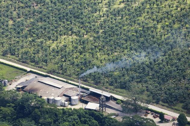 IMAGO Nature: Unsere Erde, Umweltverträgliche Herausforderungen, Palmöl Palmoelplaantage in Kolumbien. bei Villavicencio, 13.01.2017. Villavicencio Kolumbien Copyright: xMichaelxGottschalkx