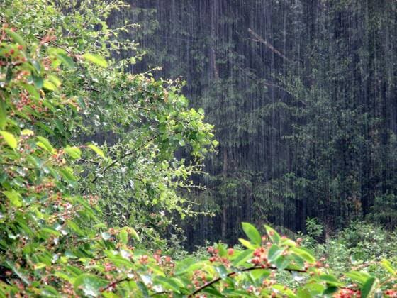 Sommerregen in der Landschaft Kräftiger Sommerregen mit Gewitterrisiko nach einem Tag mit über 30 Grad.