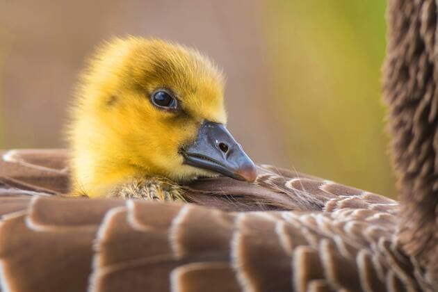 Graugans, Grau-Gans (Anser anser), Jungvogel schaut aus dem Rueckengefieder der Mutter, Deutschland, Niedersachsen greylag goose (Anser anser), chick among the feathers on the back of its mother, Germany, Lower Saxony BLWS454497 Copyright: xblickwinkel McPHOTO W.xRolfesx