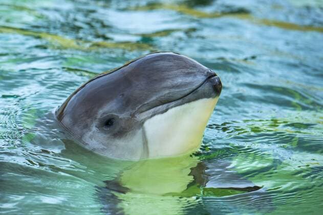 Gewoehnlicher Schweinswal, Braunfisch, Kleiner Tuemmler, Kleintuemmler (Phocoena phocoena), schaut aus dem Wasser heraus, Portraet, Niederlande, Texel common harbor porpoise, harbour porpoise, common porpoise, puffing pig (Phocoena phocoena), looking out the water, portrait, Netherlands, Texel BLWS454528 Copyright: xblickwinkel McPHOTO W.xRolfesx