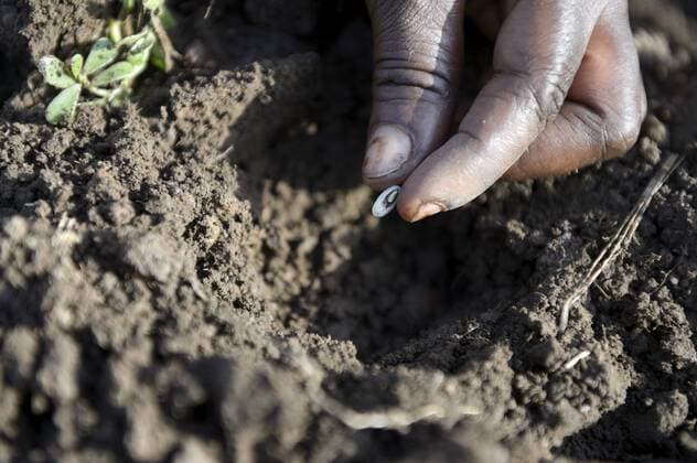Burkina Faso, Zambele, hand with bean in soil  FLKF00804