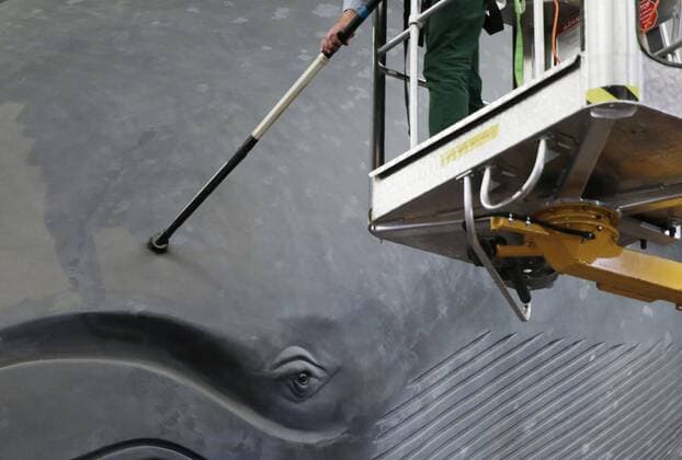 A worker cleans the 94-foot-long blue whale model in the Milstein Hall of Ocean Life with long-handled brushes and vacuums to take off dust and dirt from this celebrated exhibit at the American Museum of Natural History in New York City on May 30, 2017. The life-sized model has been a popular exhibit since it was first installed in 1969. The largest model of the largest creature that has ever lived on Earth, the Museum s blue whale is made of fiberglass and polyurethane and weighs 21,000 pounds.  NYP20170531104 JOHNxANGELILLO