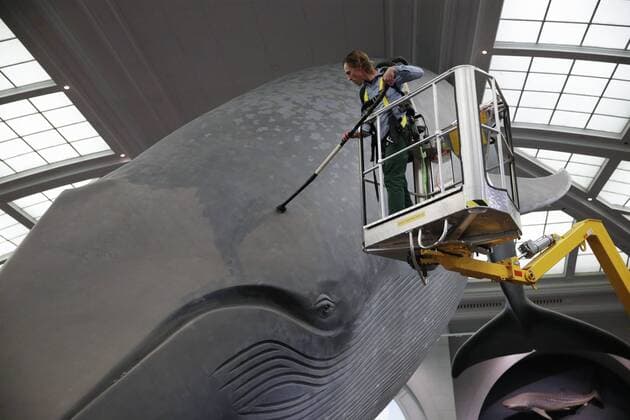 A worker cleans the 94-foot-long blue whale model in the Milstein Hall of Ocean Life with long-handled brushes and vacuums to take off dust and dirt from this celebrated exhibit at the American Museum of Natural History in New York City on May 30, 2017. The life-sized model has been a popular exhibit since it was first installed in 1969. The largest model of the largest creature that has ever lived on Earth, the Museum s blue whale is made of fiberglass and polyurethane and weighs 21,000 pounds.  NYP20170531106 JOHNxANGELILLO