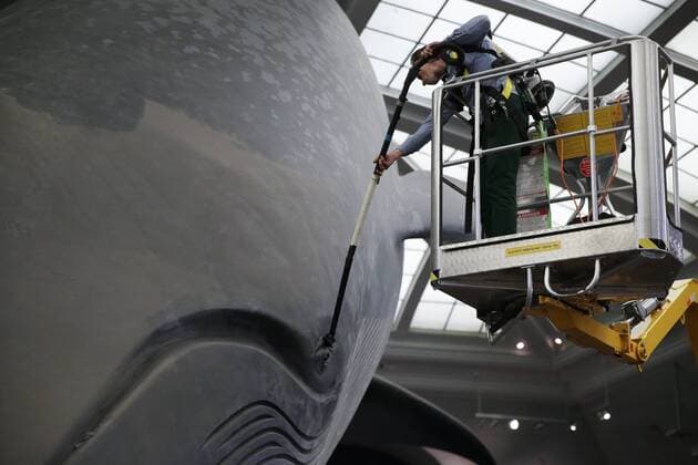 A worker cleans the 94-foot-long blue whale model in the Milstein Hall of Ocean Life with long-handled brushes and vacuums to take off dust and dirt from this celebrated exhibit at the American Museum of Natural History in New York City on May 30, 2017. The life-sized model has been a popular exhibit since it was first installed in 1969. The largest model of the largest creature that has ever lived on Earth, the Museum s blue whale is made of fiberglass and polyurethane and weighs 21,000 pounds.  NYP20170531108 JOHNxANGELILLO
