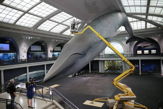 A worker cleans the 94-foot-long blue whale model in the Milstein Hall of Ocean Life with long-handled brushes and vacuums to take off dust and dirt from this celebrated exhibit at the American Museum of Natural History in New York City on May 30, 2017. The life-sized model has been a popular exhibit since it was first installed in 1969. The largest model of the largest creature that has ever lived on Earth, the Museum s blue whale is made of fiberglass and polyurethane and weighs 21,000 pounds.  NYP20170531114 JOHNxANGELILLO