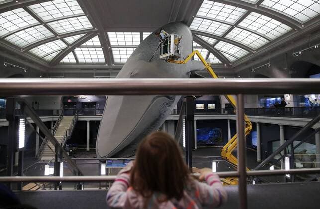 A child watches a worker as he cleans the 94-foot-long blue whale model in the Milstein Hall of Ocean Life with long-handled brushes and vacuums to take off dust and dirt from this celebrated exhibit at the American Museum of Natural History in New York City on May 30, 2017. The life-sized model has been a popular exhibit since it was first installed in 1969. The largest model of the largest creature that has ever lived on Earth, the Museum s blue whale is made of fiberglass and polyurethane and weighs 21,000 pounds.  NYP20170531111 JOHNxANGELILLO