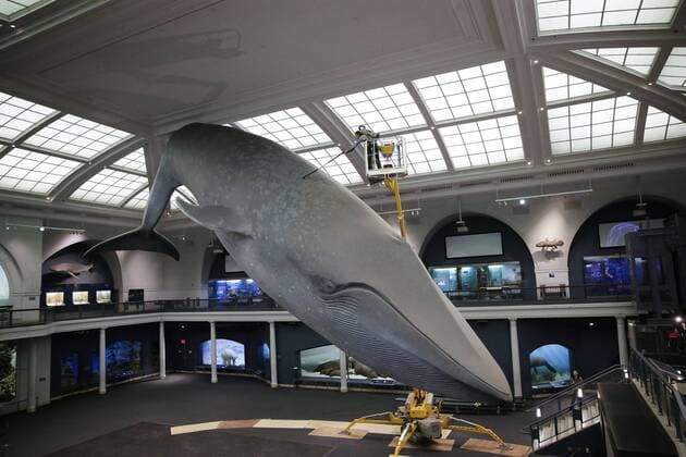 A worker cleans the 94-foot-long blue whale model in the Milstein Hall of Ocean Life with long-handled brushes and vacuums to take off dust and dirt from this celebrated exhibit at the American Museum of Natural History in New York City on May 30, 2017. The life-sized model has been a popular exhibit since it was first installed in 1969. The largest model of the largest creature that has ever lived on Earth, the Museum s blue whale is made of fiberglass and polyurethane and weighs 21,000 pounds.  NYP20170531113 JOHNxANGELILLO