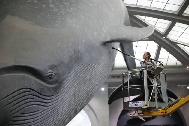 A worker cleans the 94-foot-long blue whale model in the Milstein Hall of Ocean Life with long-handled brushes and vacuums to take off dust and dirt from this celebrated exhibit at the American Museum of Natural History in New York City on May 31, 2017. The life-sized model has been a popular exhibit since it was first installed in 1969. The largest model of the largest creature that has ever lived on Earth, the Museum s blue whale is made of fiberglass and polyurethane and weighs 21,000 pounds.  NYP20170531109 JOHNxANGELILLO
