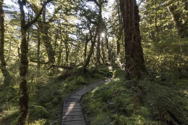 IMAGO Nature: Unsere Erde, Naturschutz, Naturschutzgebiete in Ozeanien Wanderweg durch Wald, Sonne scheint durch Blätterdach, Gemäßigter Regenwald, Kepler Track, Fiordland National Park, Southland, Neuseeland, Ozeanien Copyright: imageBROKER/MoritzxWolf ibxmmw04525541.jpg