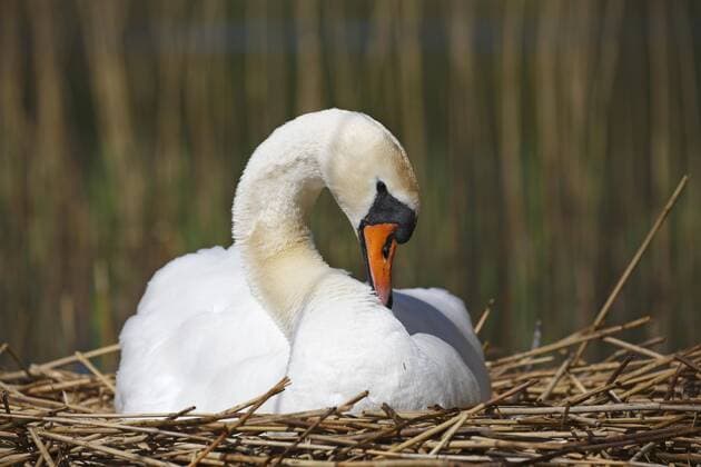  Brütender Höckerschwan (Cygnus olor) auf dem Nest, Schleswig-Holstein, Deutschland, Europa Copyright: imageBROKER/JustusxdexCuveland ibxuve04523570.jpg