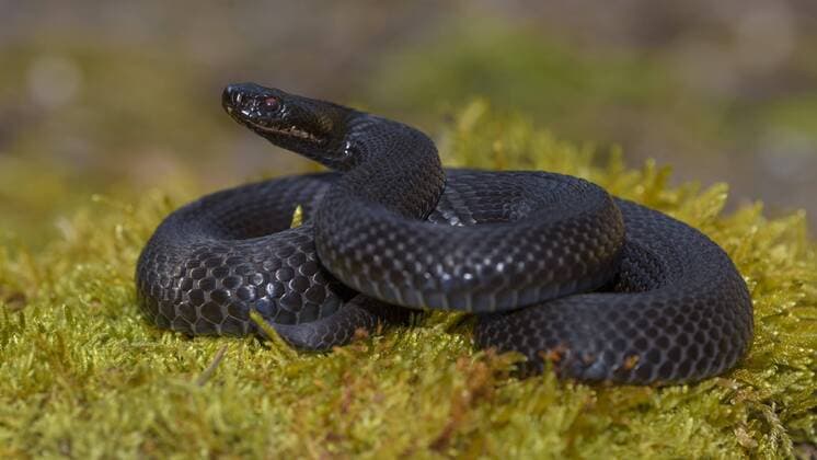  Kreuzotter (Vipera berus), Höllenotter, schwarze Morphe in Angriffsstellung, Augsburg, Bayern, Deutschland, Europa Copyright: imageBROKER/BerndxZoller ibxbzo04529799.jpg