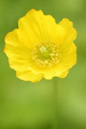  Island-Mohn (Papaver nudicaule), Blüte, Nordrhein-Westfalen, Deutschland, Europa Copyright: imageBROKER/Frederik ibxrba04528215.jpg