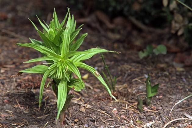 Wilde Orchideen An einer geschützten Stelle in der Landschaft erscheint eine Breitblättrige Stendelwurz
