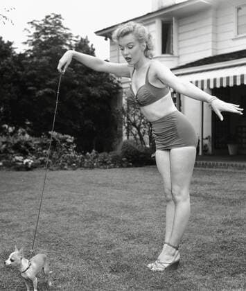IMAGO ICONS: Marilyn Monroe Marilyn Monroe with Chihuahua, circa 1950. Cinema Publishers Collection Hollywood CA USA  Copyright: xCPCx 31479_046CPC