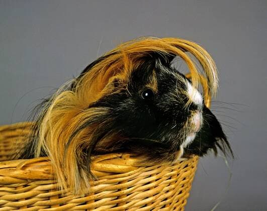 Guinea Pig, cavia porcellus standing in Basket