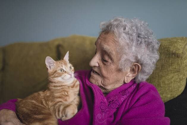Senior woman sitting with tabby cat on the couch model released Symbolfoto property released  RAEF01884