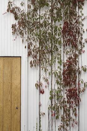 Architektur von Alvar Aalto Autumn foliage on wall of Villa Aalto, Munkkiniemi - Helsinki, Uusimaa province, Finland, Architects: Architects: Alvar Aalto Helsinki Uusimaa Finland  Copyright: xDavidxBorlandx 30518-10-1