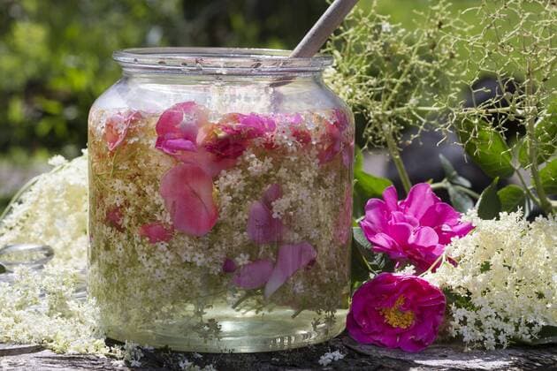 Schwarzer Holunder, Fliederbeere, Hollerbusch (Sambucus nigra), selbstgemachter Holunderbluetensirup gemeinsam mit Bluetenblaettern der Apothekerrose, Deutschland European black elder, Elderberry, Common elder (Sambucus nigra), selfmade treacle of black elder together with petals pof, Germany BLWS457646 Copyright: xblickwinkel F.xHeckerx