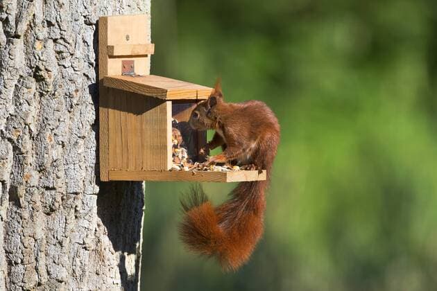 Europaeisches Eichhoernchen, Eurasisches Eichhoernchen, Eichhoernchen (Sciurus vulgaris), holt sich Futter aus einem Futterkasten, Seitenansicht, Deutschland European red squirrel, Eurasian red squirrel (Sciurus vulgaris), getting feed out of a food cupboard, side view, Germany BLWS457588 Copyright: xblickwinkel F.xHeckerx