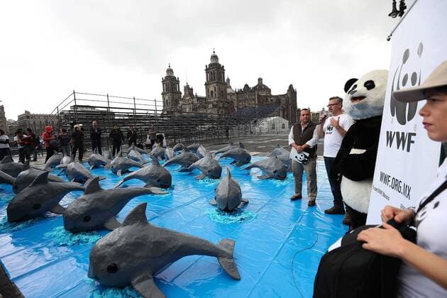 July 8, 2017 - Mexico - EUM20170807ACT06.JPG.CIUDAD DE MEXICO Animal Protection Proteccion Animal-Vaquita Marina.- Integrantes del World Wildlife Found (WWF Fondo Mundial para la Naturaleza-) realizan actividades de concientizacion para la preservacion de la vaquita marina, especie en peligro de extincion, el 8 de julio de 2017 en el Zocalo de esta capital. Foto: Agencia EL UNIVERSAL EVZ Mexico  - ZUMAu78_ 20170708_zaf_u78_027 Copyright: xArielxOjedax