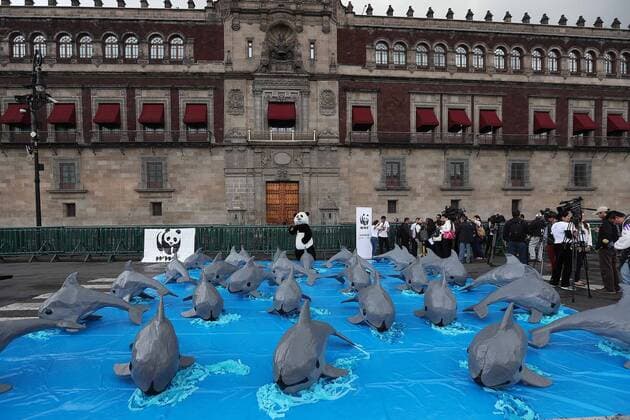 July 8, 2017 - Mexico - EUM20170807ACT07.JPG.CIUDAD DE MEXICO Animal Protection Proteccion Animal-Vaquita Marina.- Integrantes del World Wildlife Found (WWF Fondo Mundial para la Naturaleza-) realizan actividades de concientizacion para la preservacion de la vaquita marina, especie en peligro de extincion, el 8 de julio de 2017 en el Zocalo de esta capital. Foto: Agencia EL UNIVERSAL EVZ Mexico  - ZUMAu78_ 20170708_zaf_u78_030 Copyright: xArielxOjedax
