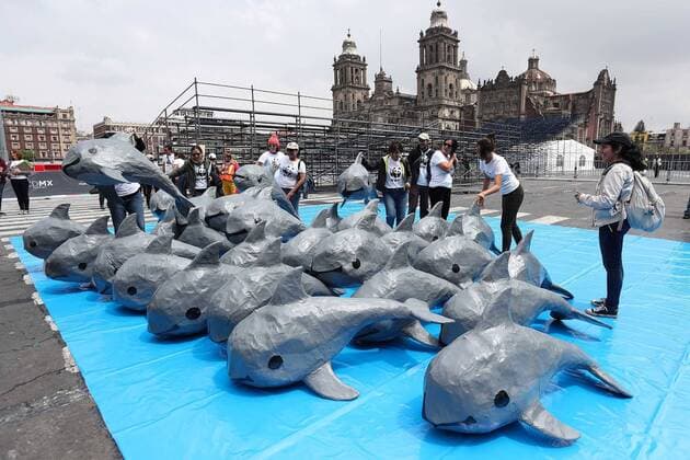July 8, 2017 - Mexico - EUM20170807ACT10.JPG.CIUDAD DE MEXICO Animal Protection Proteccion Animal-Vaquita Marina.- Integrantes del World Wildlife Found (WWF Fondo Mundial para la Naturaleza-) realizan actividades de concientizacion para la preservacion de la vaquita marina, especie en peligro de extincion, el 8 de julio de 2017 en el Zocalo de esta capital. Foto: Agencia EL UNIVERSAL EVZ Mexico  - ZUMAu78_ 20170708_zaf_u78_031 Copyright: xArielxOjedax