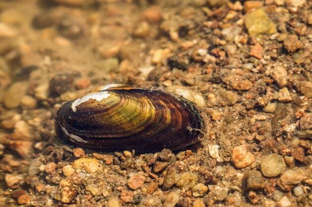 Bachmuschel, Kleine Flussmuschel, Gemeine Flussmuschel (Unio crassus), liegt am Flussgrund, Deutschland, Bayern Common river mussel, Common Central European river mussel (Unio crassus), lying on the river ground, Germany, Bavaria BLWS457787 Copyright: xblickwinkel A.xHartlx