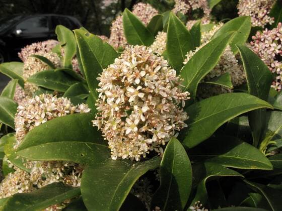 IMAGO Nature: Unsere Erde: Pflanzenwelt: Bedrohte Arten Japanische Skimmie (Skimmia japonica), bluehend Japanese Skimmia (Skimmia japonica), blooming BLWS458207 Copyright: xblickwinkel A.xJagelx
