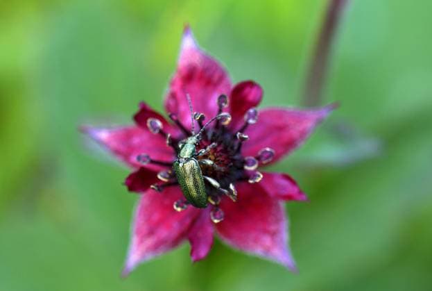 Sumpf-Blutauge, Sumpfblutauge (Potentilla palustris, Comarum palustre), Bluete, Grossbritannien, Schottland, North Uist marsh cinquefoil, marsh five-finger, purple cinquefoil (Potentilla palustris, Comarum palustre), flower, United Kingdom, Scotland, North Uist BLWS458628 Copyright: xblickwinkel M.xHickenx
