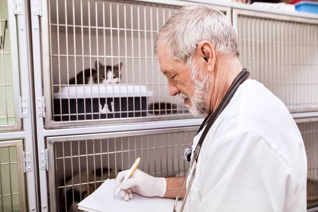 Senior vet filling in documents at cage with cats model released Symbolfoto property released  HAPF01688