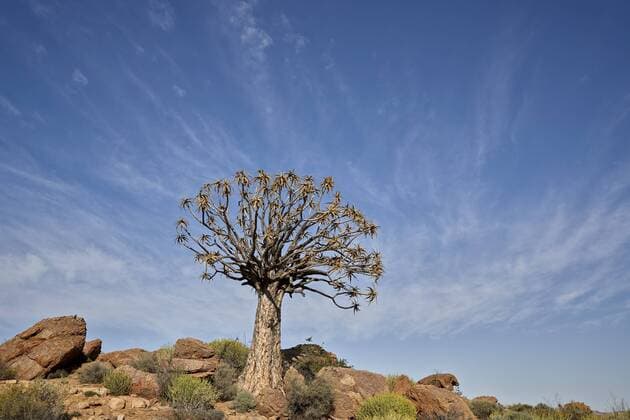 Quiver Tree (Kokerboom) (Aloe dichotoma), Namakwa, Namaqualand, South Africa, Africa Copyright: JamesxHager 764-5679