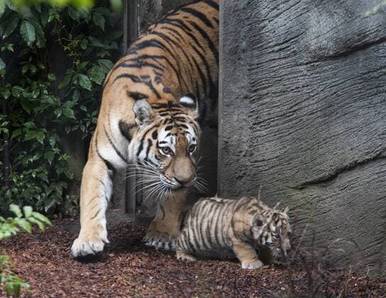 Sensation in Hamburg: Vierlinge bei den Tigern 03.08.2017, Hamburg, Tierpark Hagenbeck, im Bild: Sensation in Hamburg Vierlinge bei den Sibirischen Tigern im Tierpark Hagenbeck, Tigerdame Maruschka stellte heute ihren Wurf der Öffentlcihkeit vor Â 