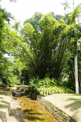 Rio de Janeiro, Botanischer Garten, Jardim Botanico, Bambus, Brasilien Copyright: xKTHx ALLBR843118