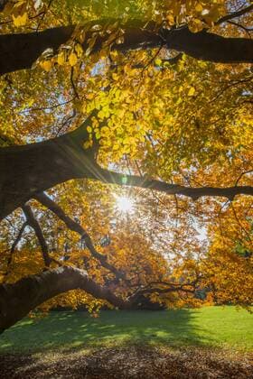 Buche im Herbst, Österreich, Wien, 18. Bezirk, Türkenschanzpark Copyright: xKTHx ALLAT849284