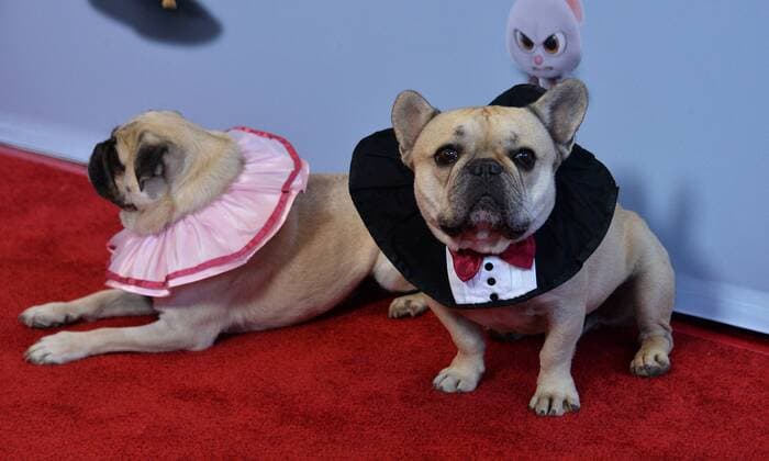 A pug named Mugsy (L) and a French bulldog named Cody attend the premiere of the animated motion picture comedy The Nut Job 2: Nutty by Nature at Regal Cinemas LA Live in Los Angeles on August 5, 2017. Storyline: Following the events of the first film, Surly and his friends must stop Oakton City s mayor from destroying their home to make way for a dysfunctional amusement park.  LAP2017080538 JIMxRUYMEN