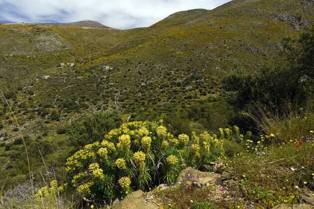 Schwarzes Auge, Wolfsmilch, Grosse Mittelmeerwolfsmilch, Grosse Mittelmeer-Wolfsmilch (Euphorbia characias), bluehend am Strassenrand, Griechenland, Peloponnes, Mani, Vathia large mediterranean spurge (Euphorbia characias), blooming at a roadside, Greece, Peloponnese, Mani, Vathia BLWS459480 Copyright: xblickwinkel B.xTrappx