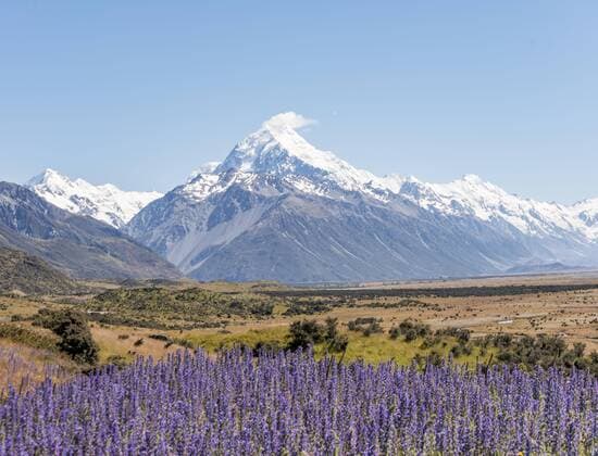  Blühende Lila Blumen, Mount Cook, schneebedeckte Berge, Mount-Cook-Nationalpark Südalpen, Canterbury, Südinsel, Neuseeland, Ozeanien Copyright: imageBROKER/MoritzxWolf ibxmmw04539395.jpg