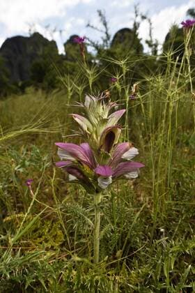 Stacheliger Baerenklau, Stacheliger Akanth (Acanthus spinosus), bluehend vor den Felsen von Meteora, Griechenland, Thessalien, Meteora bear s breech (Acanthus spinosus), blooming in front of the rocks of Meteora, Greece, Thessaly, Meteora BLWS459594 Copyright: xblickwinkel B.xTrappx