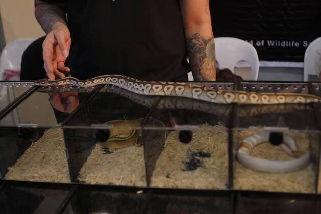 Philippines: HistoryCon 2017 Small Python is up for sale with other snakes on display.  GeorgexBuid
