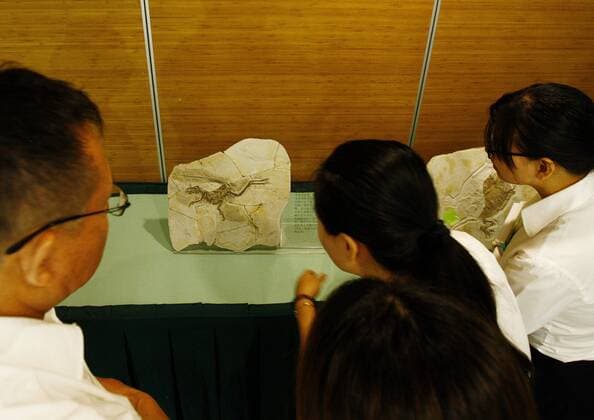 (170815) -- SHANGHAI, Aug. 15, 2017 -- The guests watch paleontological fossil at the donation ceremony in Shanghai Natural History Museum, east China s Shanghai Municipality, Aug. 15, 2017. The Jizantang Paleontological Fossil Museum of Chaoyang in northeast China s Liaoning Province, donated 10 fossils to Shanghai Natural History Museum on Tuesday.) (lxx) CHINA-SHANGHAI-FOSSIL(CN) FangxZhe 