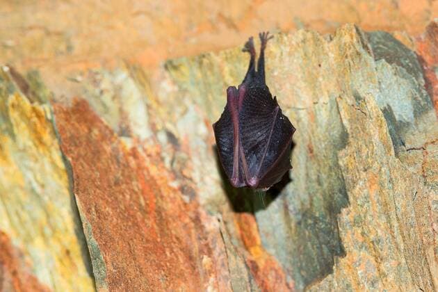 Kleine Hufeisennase (Rhinolophus hipposideros), haengt kopfueber an einer Hoehlendecke, Winterschlaf, Deutschland, Thueringen Lesser horseshoe bat (Rhinolophus hipposideros), hanging headlong at a cave ceiling, winter sleep, Germany, Thueringen BLWS460112 Copyright: xblickwinkel D.xMahlkex